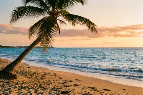 Playa del Caribe con una palmera al atardecer